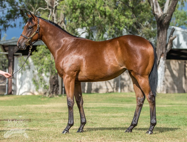 2019 Gold Coast Yearling Sale Lot 156 Not a Single Doubt (AUS) Sookie (AUS)